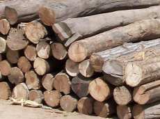 临沂进口木材清关需要的资质/青岛木材清关