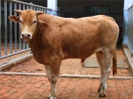 三个月小肉牛犊价格400斤左右小牛犊多少钱