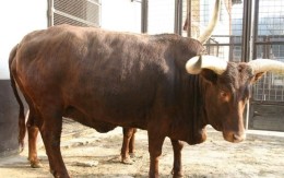 肉牛价格400斤左右小牛犊多少钱一斤