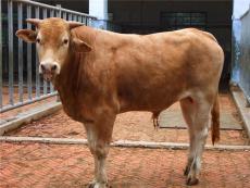 牛犊价格多少钱300斤西门塔尔牛需多少钱
