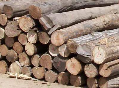 原木进口清关/木材进口报关主要需要的单证
