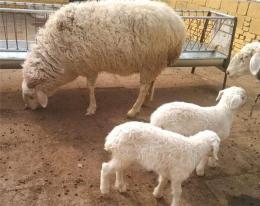 杜泊绵羊多少钱一斤 杜泊羊的缺点