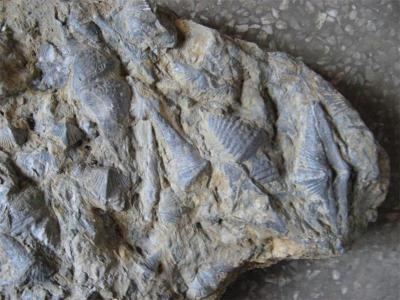 正规鉴定鉴别贝壳化石的公司