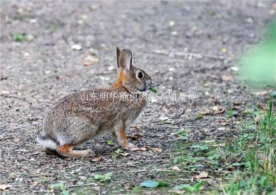 贵州野兔最新行情最好的杂交野兔品种