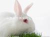 改良母兔一年的养殖成本大型肉兔种兔饲养