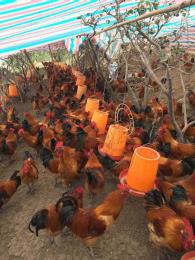 合川地区养殖乌皮红冠土鸡苗市场前景好