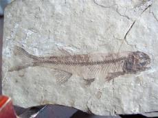 鱼化石怎么鉴定与上门交易