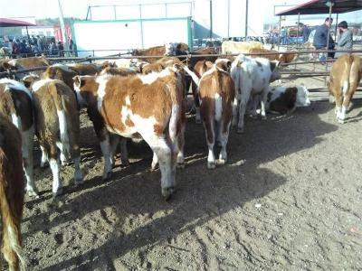 北京夏洛莱牛木牛犊多少钱一头