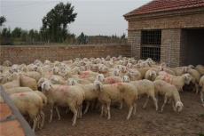 小尾寒羊羊种羊公母价格 纯种小尾寒羊多钱