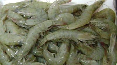 青岛水产品进口南美白虾进口清关代理公司
