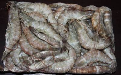 厄瓜多尔白虾进口报关代理青岛海鲜进口清关