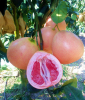 新品种大三红蜜柚苗多少钱一株