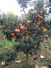 农业种植什么树比较有前景--红宝石葡萄柚苗