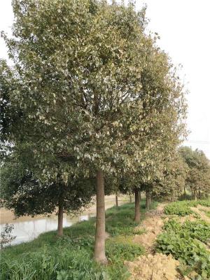 荆州香樟树