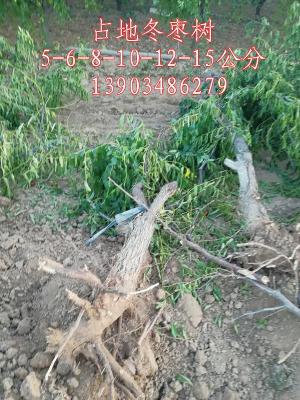 5公分占地棗樹賠償價格6公分棗樹批發(fā)價格