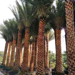 中东海枣杆高300cm银海枣哪里栽种多少钱