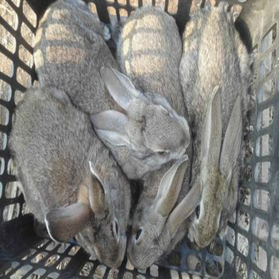 哪里有正规种兔养殖场肉兔种兔最新市场价
