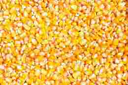 酿造企业收购大米高粱小麦玉米碎米酿造原料