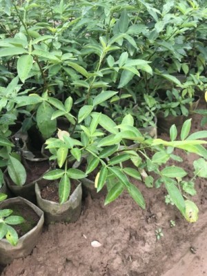 重庆藤椒苗木种植时间 重庆藤椒品种