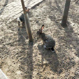 养殖兔子需要多少钱比利时野兔散养技术