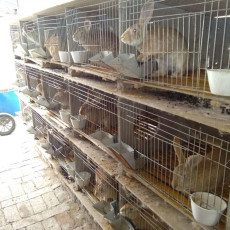 养殖100只杂交野兔种兔一年有多少利润