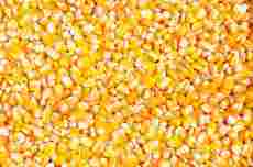 酿造企业收购大米高粱玉米碎米等酿造原料