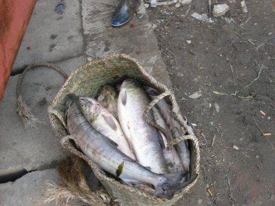 大马哈鱼产在哪里 大马哈鱼哪里的好