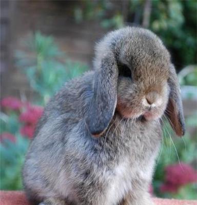 迷你小宠物兔 垂耳兔荷兰侏儒兔安哥拉兔  长不大的宠物