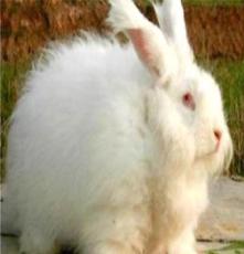 安哥拉兔 安哥拉长毛兔 安哥拉兔厂家地址