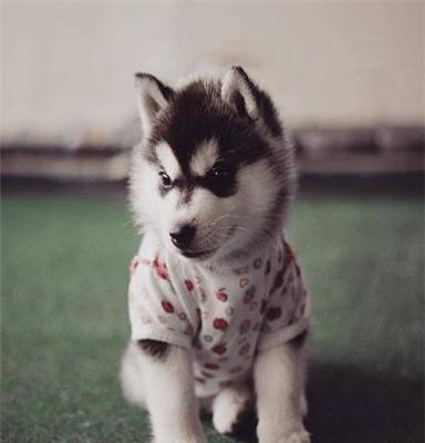 在冬季给狗狗制作衣服需注意的事项