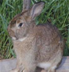 鸿基兔业合作社常年供应大量比利时肉兔，联系电话