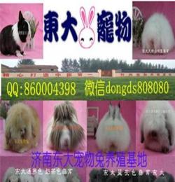 中国专业的宠物兔养殖场基地批发济南东大