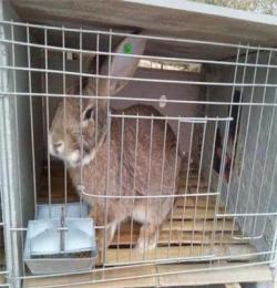 比利时肉兔养殖场出售种兔一万余只