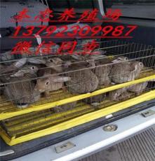 最新杂交野兔市场价格 野兔养殖前景 野兔种兔价格