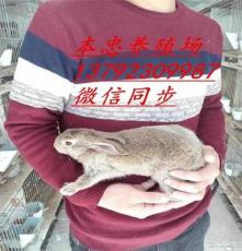 最新内蒙古野兔种兔价格 比利时兔 獭兔 垂耳兔 品种齐全欢迎订购