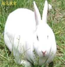獭兔专业养殖合作社供应獭兔品种《法系獭兔-德系獭兔-美系獭兔》