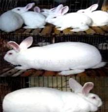 獭兔—獭兔品种—獭兔价格—獭兔繁殖率