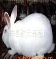 山东航天牧业獭兔养殖合作社纯种法系-德系-美系獭兔