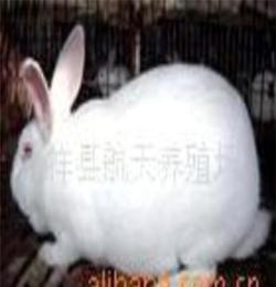 山東航天牧業(yè)獺兔養(yǎng)殖合作社純種法系-德系-美系獺兔