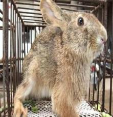 野兔科学养野兔，野兔养殖技术