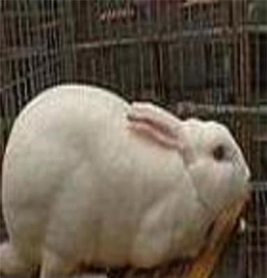 供应出售5斤以上獭兔种兔