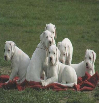 纯种杜高犬 杜高幼犬 2个月大的杜高 全国包邮 欢迎选购
