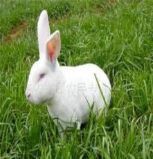 育肥獭兔价格幼兔养殖技术济宁富翔农民专业合作社