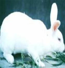 供应纯种日本大耳朵白兔