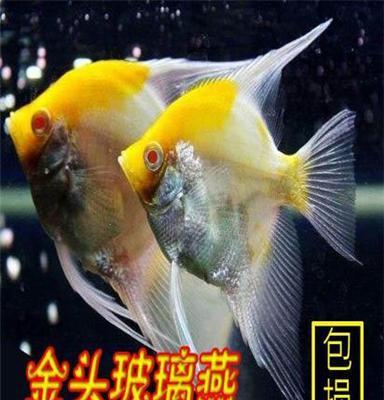 金头玻璃燕鱼神仙鱼热带鱼自家繁殖特价批发