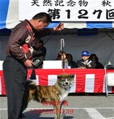 秋田犬 吴中巨洲犬舍