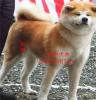 巨洲犬舍(在线咨询)、秋田犬、秋田犬售价