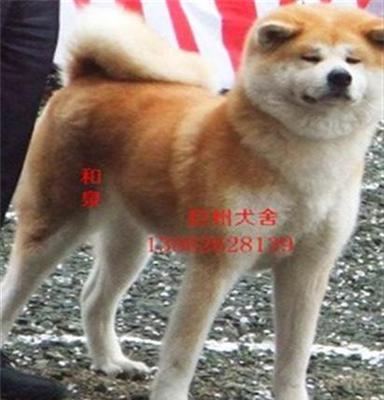 巨洲犬舍(在线咨询)、秋田犬、秋田犬售价