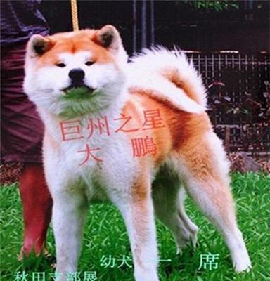 秋田犬、秋田犬、巨洲犬舍(在线咨询)