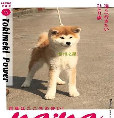 巨洲犬舍(在线咨询)、秋田犬、深圳秋田犬